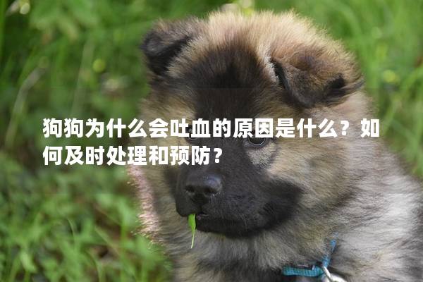 狗狗為什么會吐血的原因是什么？如何及時處理和預防？