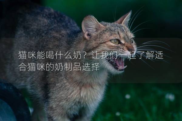 貓咪能喝什么奶？讓我們一起了解適合貓咪的奶制品選擇