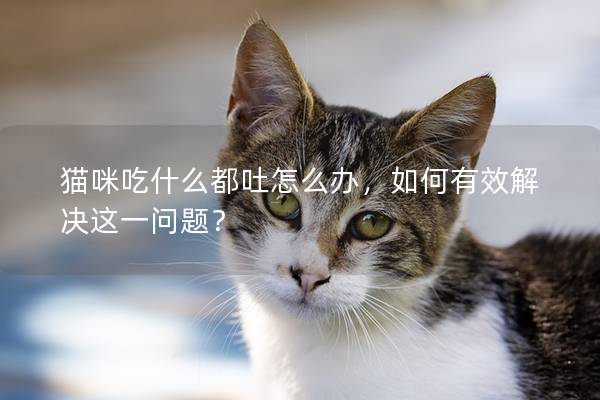 貓咪吃什么都吐怎么辦，如何有效解決這一問題？