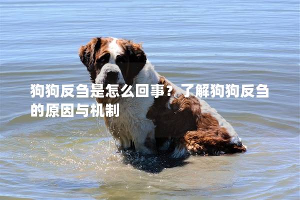 狗狗反芻是怎么回事？了解狗狗反芻的原因與機制