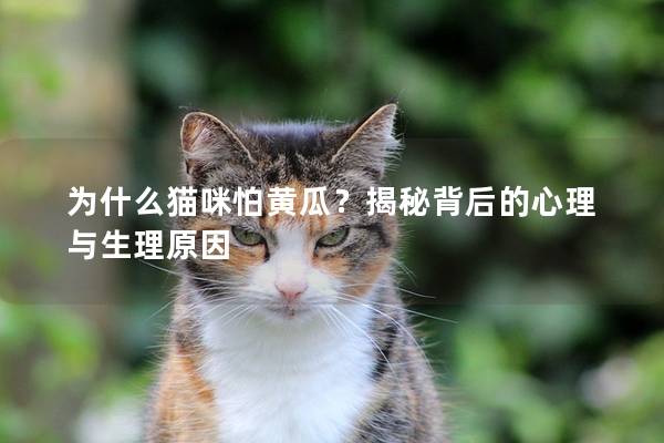 為什么貓咪怕黃瓜？揭秘背后的心理與生理原因