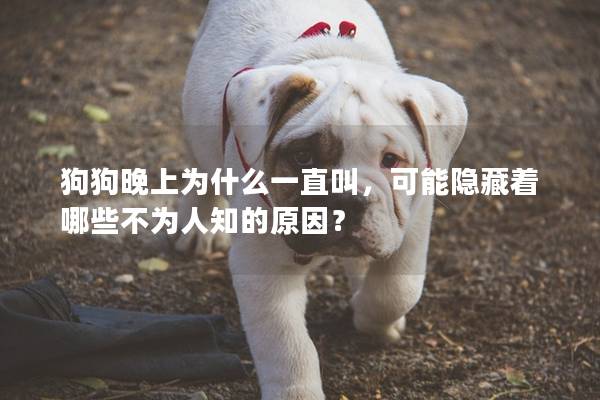 狗狗晚上為什么一直叫，可能隱藏著哪些不為人知的原因？