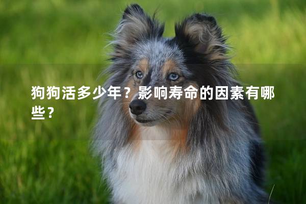 狗狗活多少年?影響壽命的因素有哪些? 狗狗活多少年?影響壽命的因素有哪些?