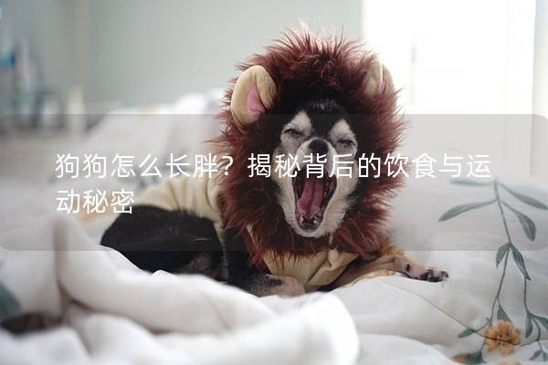 狗狗怎么長胖？揭秘背后的飲食與運動秘密