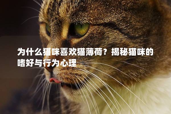 為什么貓咪喜歡貓薄荷？揭秘貓咪的嗜好與行為心理