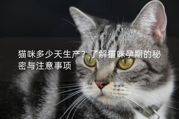 貓咪多少天生產(chǎn)？了解貓咪孕期的秘密與注意事項(xiàng)