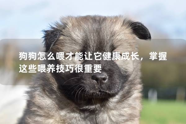 狗狗怎么喂才能讓它健康成長，掌握這些喂養技巧很重要