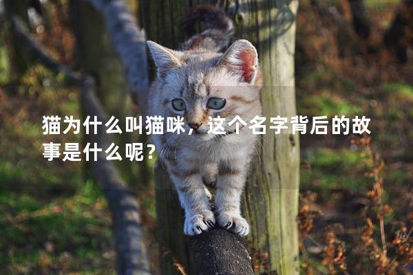 貓為什么叫貓咪，這個(gè)名字背后的故事是什么呢？