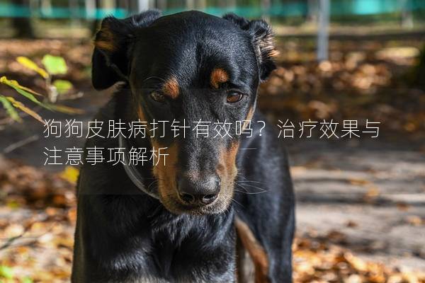 狗狗皮膚病打針有效嗎？治療效果與注意事項解析