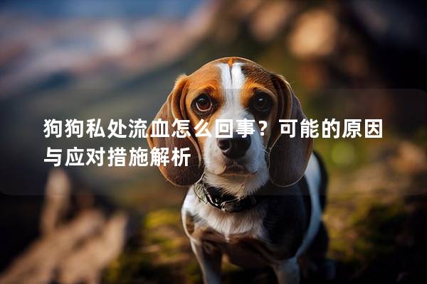 狗狗私處流血怎么回事？可能的原因與應對措施解析