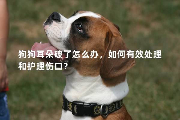 狗狗耳朵破了怎么辦,如何有效處理和護理傷口? 狗狗耳朵破了怎么辦,如何有效處理和護理傷口?