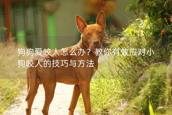 狗狗愛咬人怎么辦？教你有效應(yīng)對(duì)小狗咬人的技巧與方法