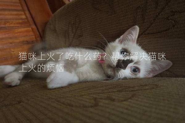 貓咪上火了吃什么藥？幫你解決貓咪上火的煩惱