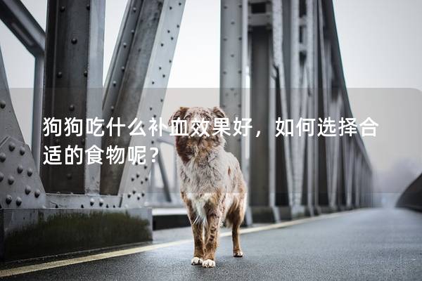 狗狗吃什么補血效果好，如何選擇合適的食物呢？