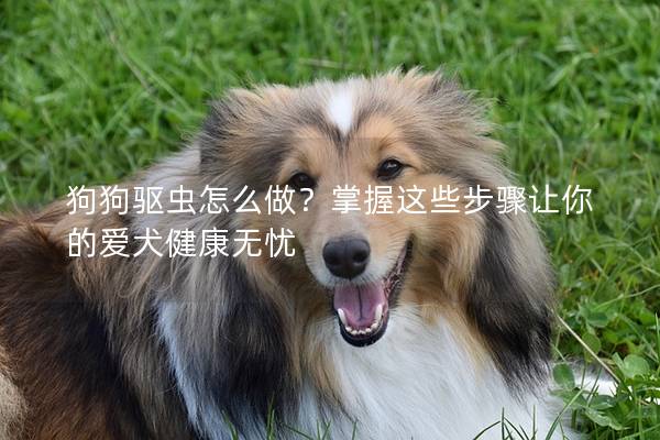 狗狗驅蟲怎么做？掌握這些步驟讓你的愛犬健康無憂