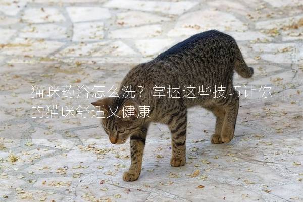 貓咪藥浴怎么洗？掌握這些技巧讓你的貓咪舒適又健康