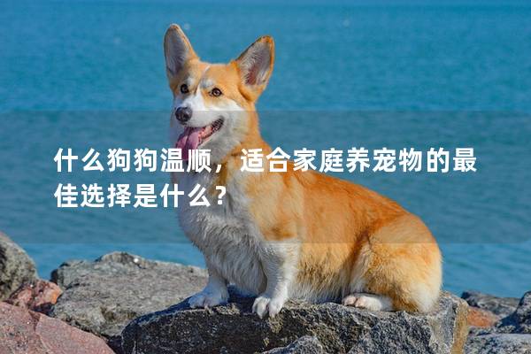 什么狗狗溫順,適合家庭養(yǎng)寵物的最佳選擇是什么? 什么狗狗溫順,適合家庭養(yǎng)寵物的最佳選擇是什么?