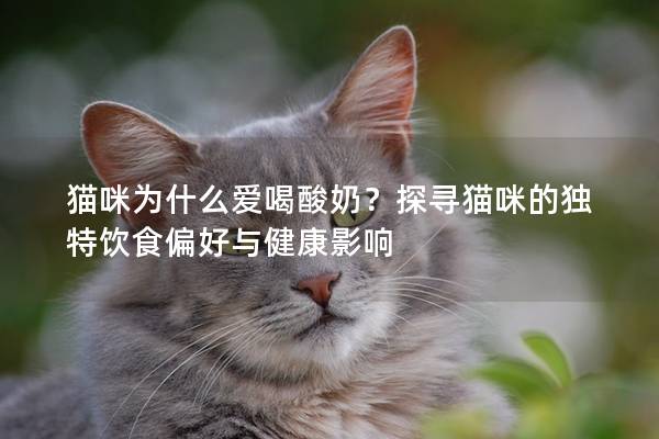 貓咪為什么愛喝酸奶？探尋貓咪的獨特飲食偏好與健康影響