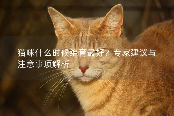 貓咪什么時候絕育最好？專家建議與注意事項解析