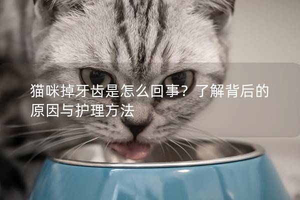 貓咪掉牙齒是怎么回事？了解背后的原因與護理方法