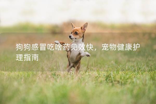 狗狗感冒吃啥藥見效快,寵物健康護理指南 狗狗感冒吃啥藥見效快,寵物健康護理指南