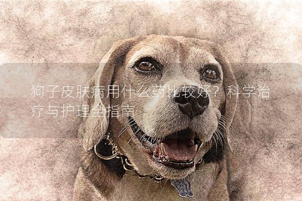 狗子皮膚病用什么藥比較好?科學治療與護理全指南 狗子皮膚病用什么藥比較好?科學治療與護理全指南