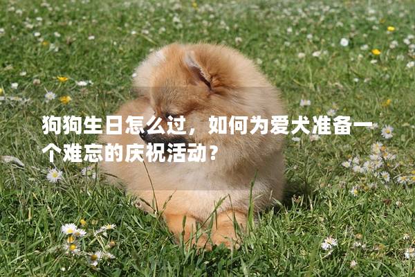 狗狗生日怎么過,如何為愛犬準備一個難忘的慶祝活動? 狗狗生日怎么過,如何為愛犬準備一個難忘的慶祝活動?