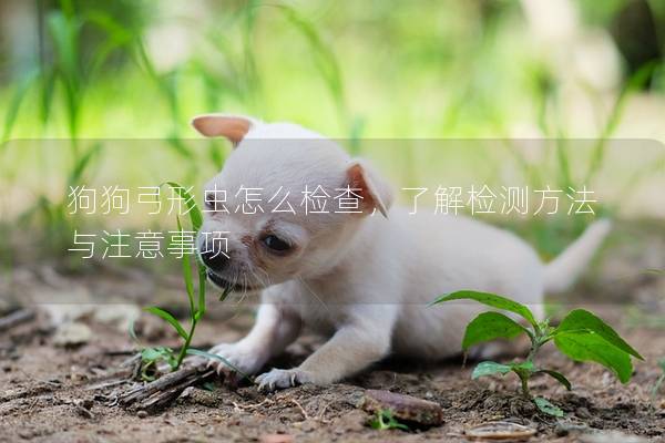 狗狗弓形蟲怎么檢查，了解檢測方法與注意事項