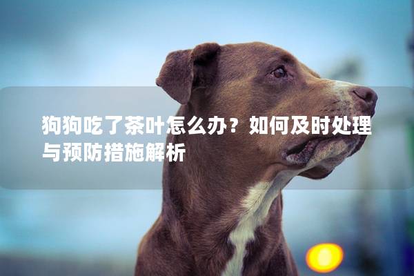 狗狗吃了茶葉怎么辦？如何及時處理與預防措施解析