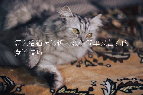 怎么給貓咪做飯，教你簡單又營養的食譜技巧