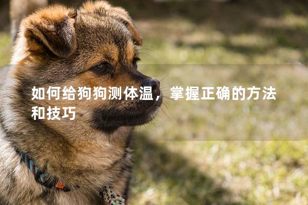 如何給狗狗測體溫，掌握正確的方法和技巧