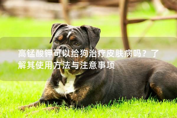 高錳酸鉀可以給狗治療皮膚病嗎？了解其使用方法與注意事項