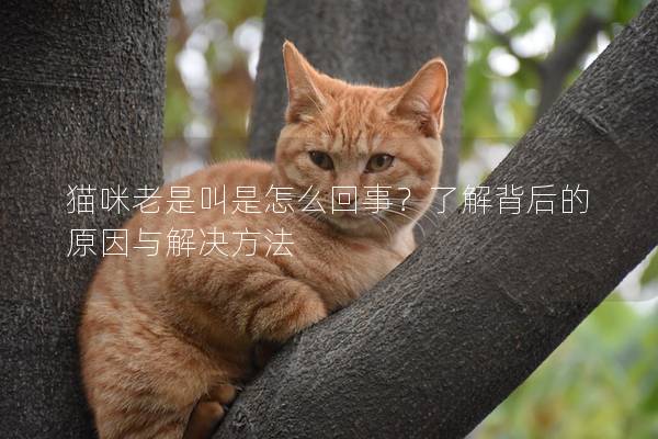 貓咪老是叫是怎么回事？了解背后的原因與解決方法