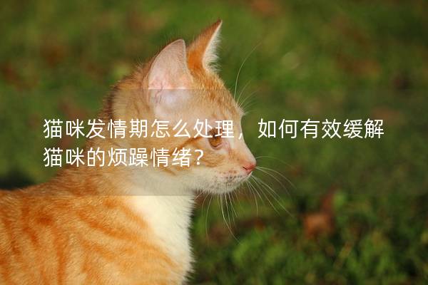 貓咪發(fā)情期怎么處理，如何有效緩解貓咪的煩躁情緒？