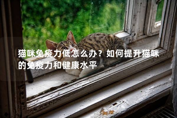 貓咪免疫力低怎么辦？如何提升貓咪的免疫力和健康水平