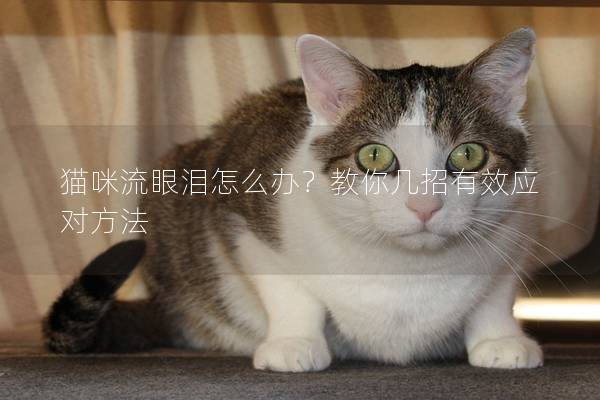 貓咪流眼淚怎么辦？教你幾招有效應(yīng)對(duì)方法