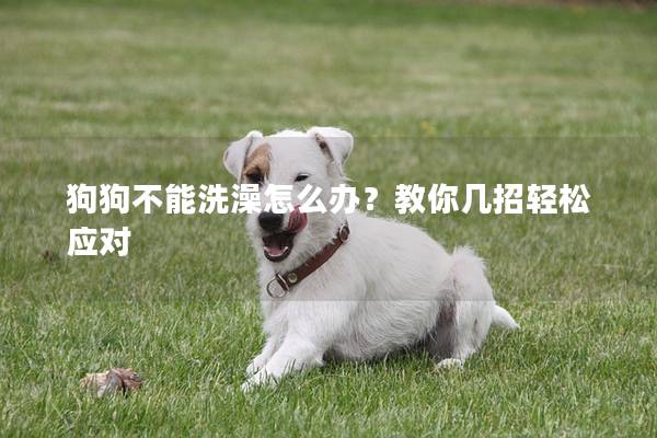 狗狗不能洗澡怎么辦？教你幾招輕松應對