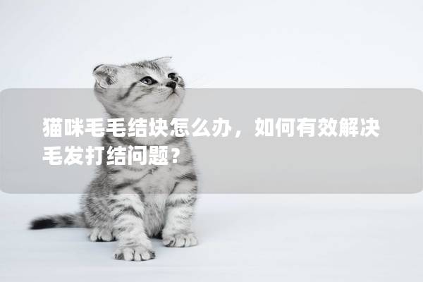 貓咪毛毛結(jié)塊怎么辦，如何有效解決毛發(fā)打結(jié)問題？