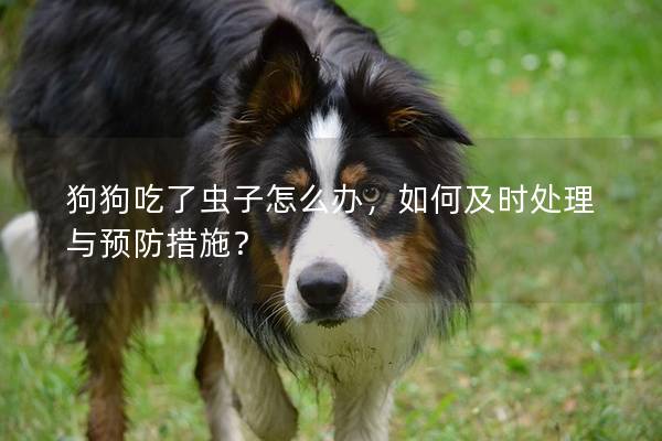 狗狗吃了蟲子怎么辦，如何及時處理與預防措施？