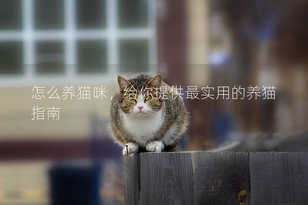 怎么養貓咪，給你提供最實用的養貓指南