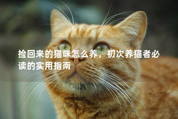 撿回來的貓咪怎么養，初次養貓者必讀的實用指南