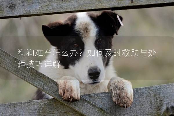 狗狗難產(chǎn)怎么辦？如何及時救助與處理技巧詳解