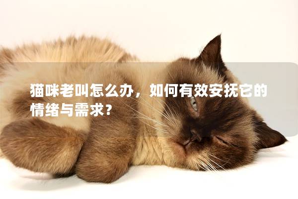 貓咪老叫怎么辦，如何有效安撫它的情緒與需求？