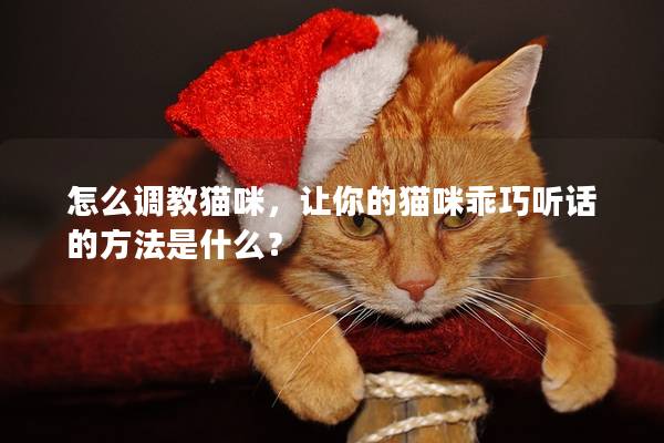 怎么調教貓咪，讓你的貓咪乖巧聽話的方法是什么？