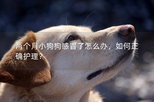 兩個月小狗狗感冒了怎么辦，如何正確護理？