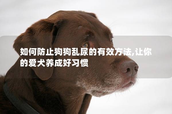 如何防止狗狗亂尿的有效方法,讓你的愛犬養(yǎng)成好習(xí)慣