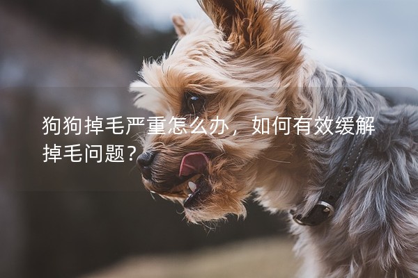 狗狗掉毛嚴重怎么辦，如何有效緩解掉毛問題？