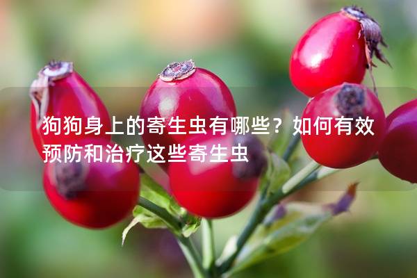 狗狗身上的寄生蟲有哪些？如何有效預(yù)防和治療這些寄生蟲
