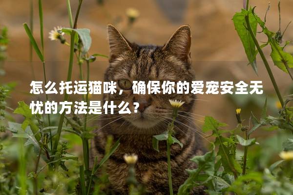 怎么托運貓咪，確保你的愛寵安全無憂的方法是什么？