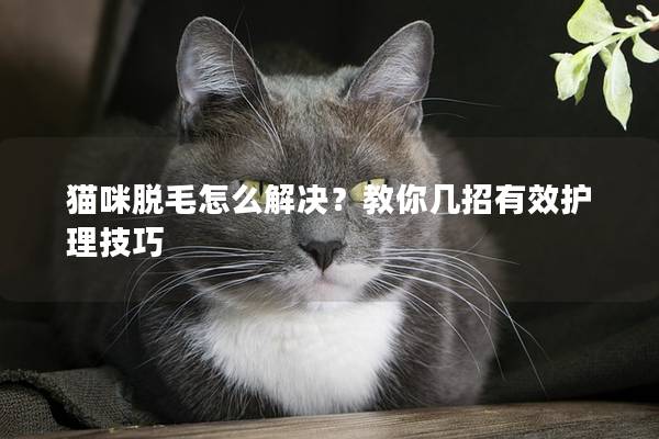 貓咪脫毛怎么解決？教你幾招有效護(hù)理技巧